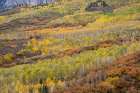 USA-Colorado-Uncompahgre National Forest Autumn-colored forest Art Print
